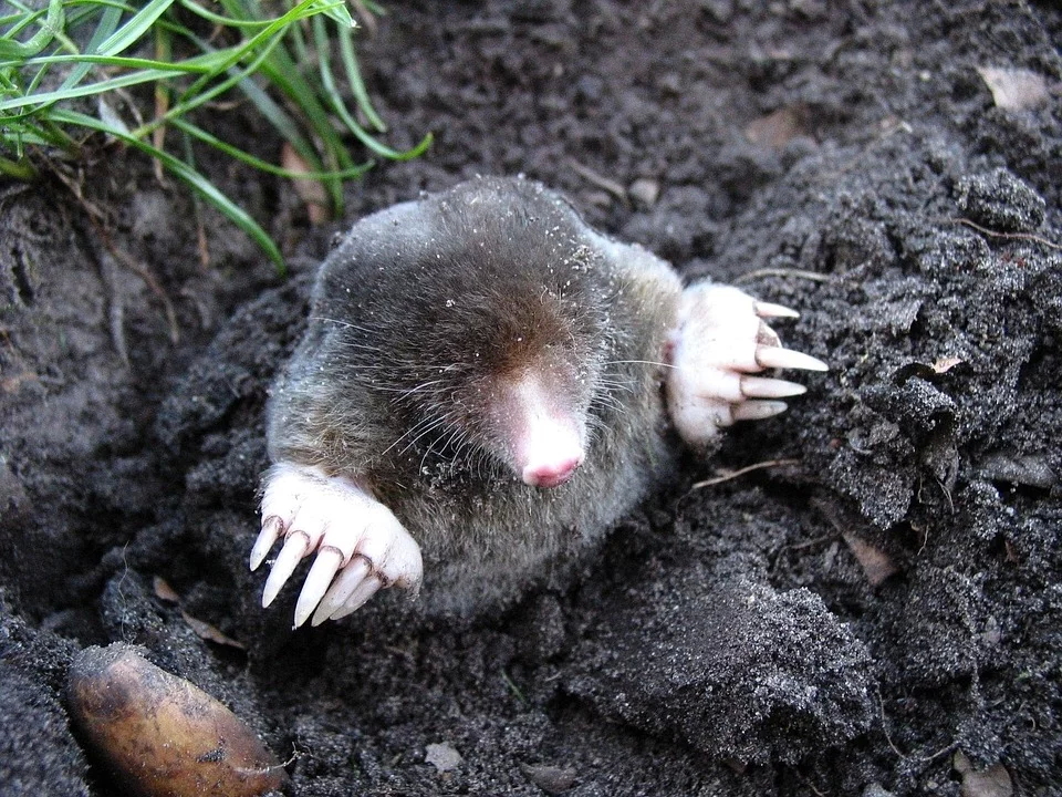 Mole Facts – Mole Pro - Mole Traps & Mole Control