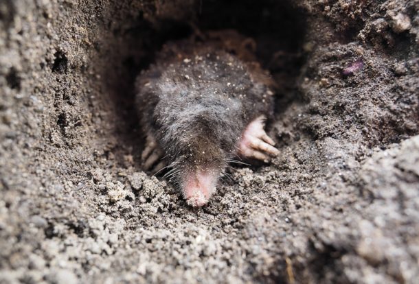 Mole Trapping  #1 Best Southern Connecticut Lawn Mole Pros