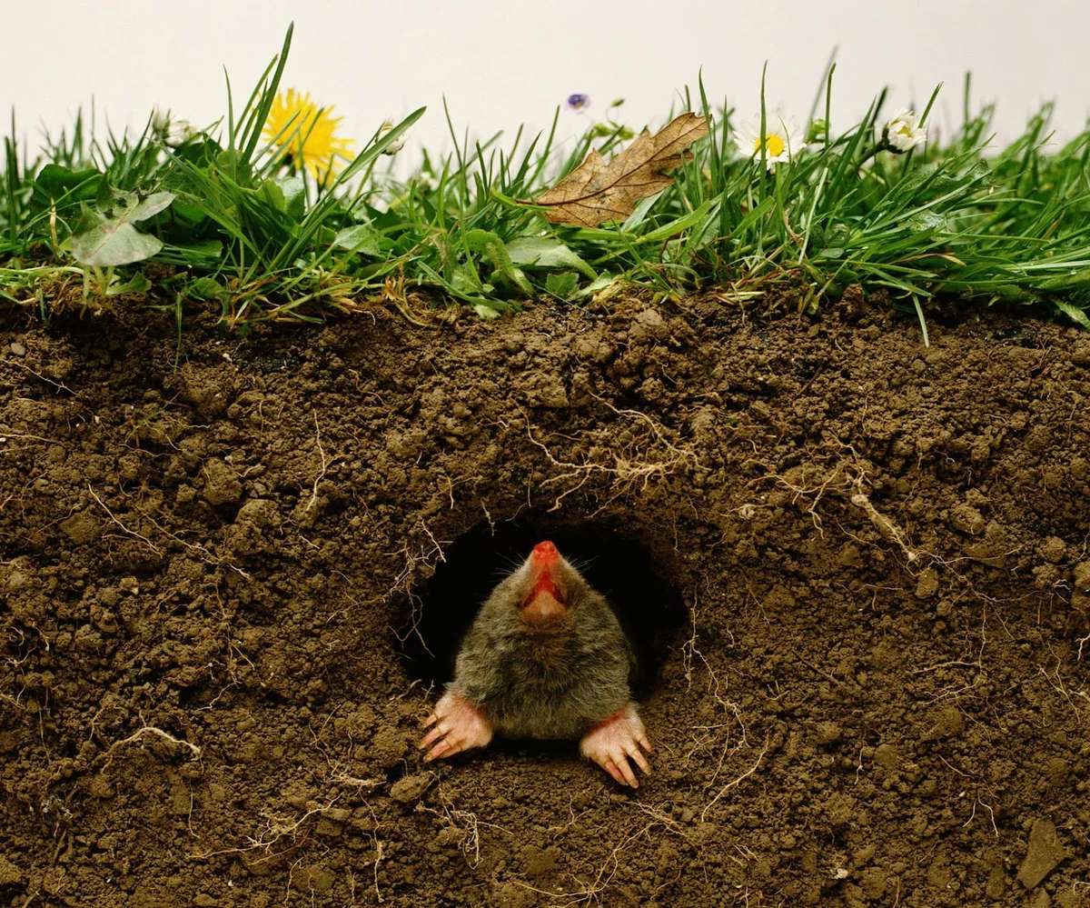 Mole Trapping  #1 Best Southern Connecticut Lawn Mole Pros